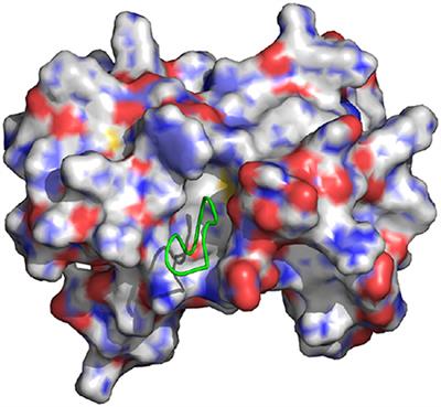 Assessment of a Single Decoupling Alchemical Approach for the Calculation of the Absolute Binding Free Energies of Protein-Peptide Complexes